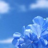 گل آبی و آرامش بخش