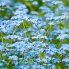 گل های آبی