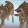 دو گرگ در حال دویدن در برف